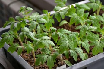 Посів томатів на розсаду