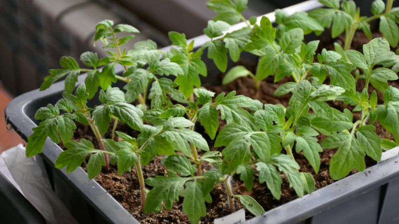 Посів томатів на розсаду