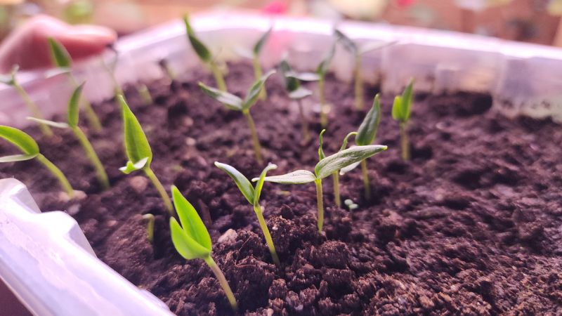 Посівна у березні: що точно не пропустити, щоб не залишитись без урожаю