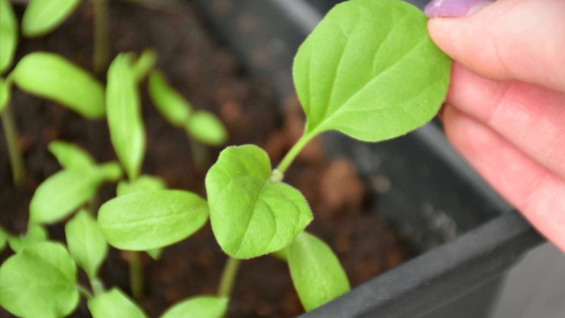 Як доглядати за баклажанами після появи сходів