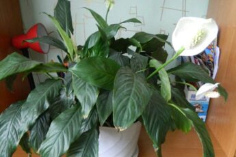 Як оживити кімнатні рослини після зими: догляд у березні