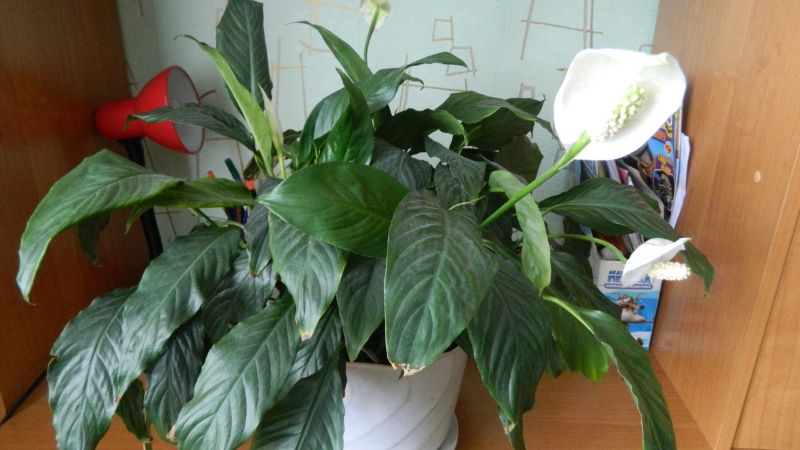 Як оживити кімнатні рослини після зими: догляд у березні