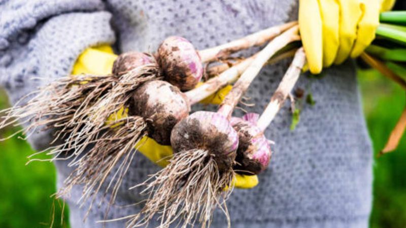 Як правильно посадити озимий часник навесні