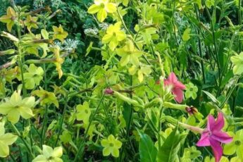 Які однорічники можна сіяти у березні