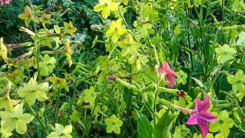 Які однорічники можна сіяти у березні