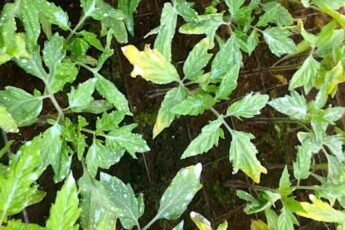 Жовтіють листя розсади помідорів