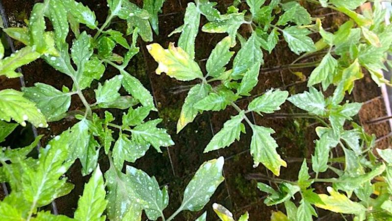 Жовтіють листя розсади помідорів